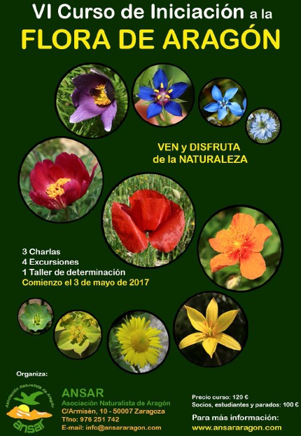 cartel flores